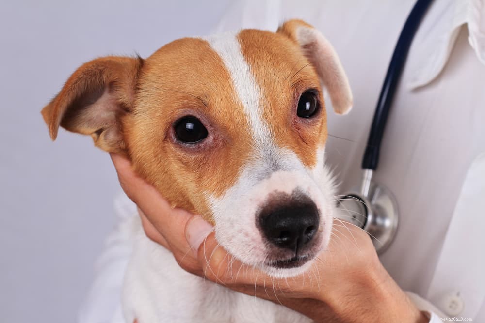 Recognizing and Treating Red Eyes in Dogs: A Vet’s Guide