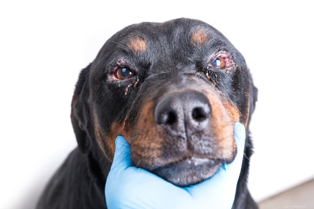 Recognizing and Treating Red Eyes in Dogs: A Vet’s Guide