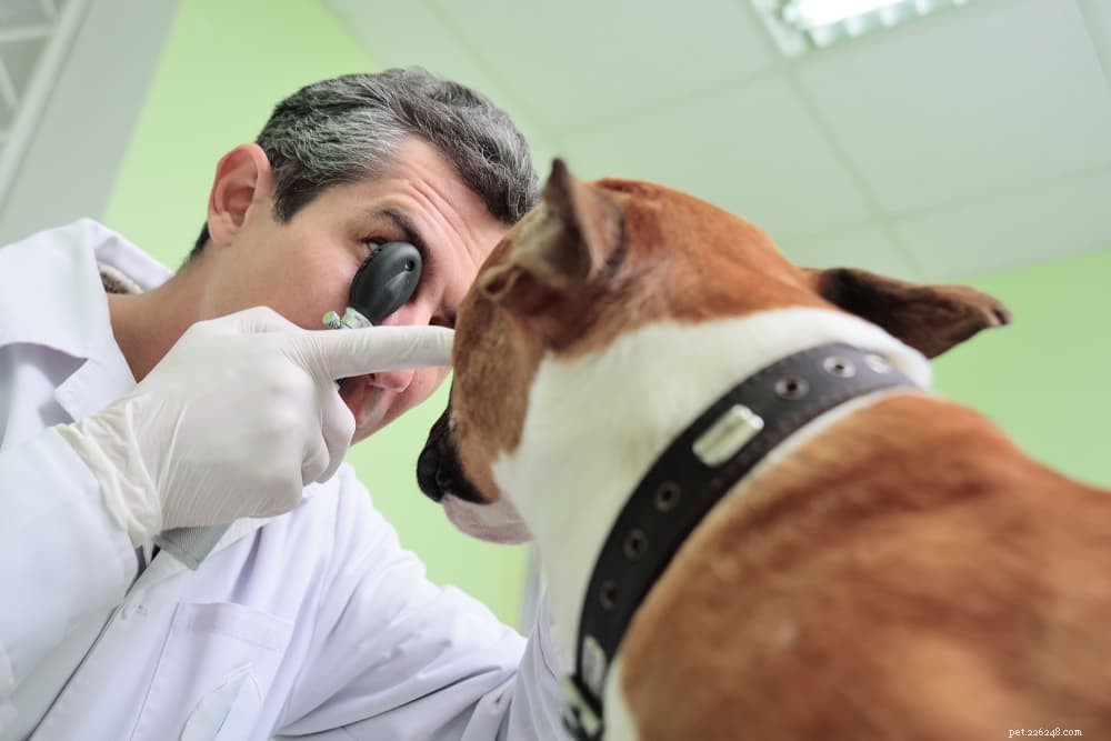 Recognizing and Treating Red Eyes in Dogs: A Vet’s Guide