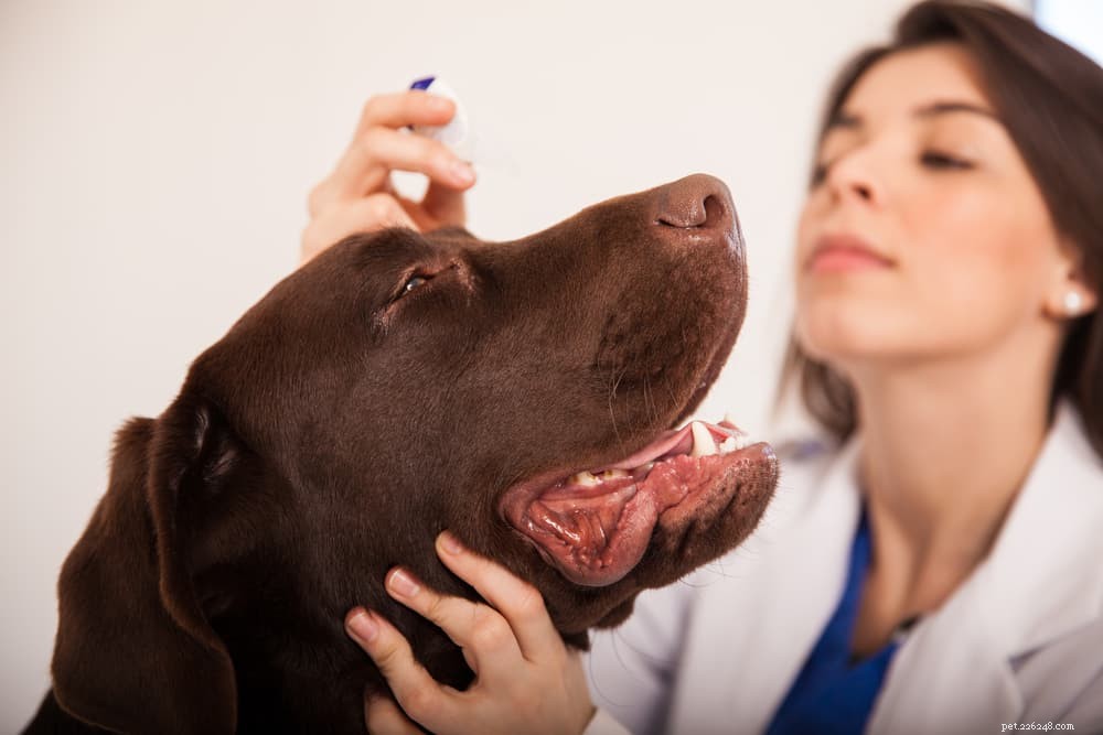 Recognizing and Treating Red Eyes in Dogs: A Vet’s Guide