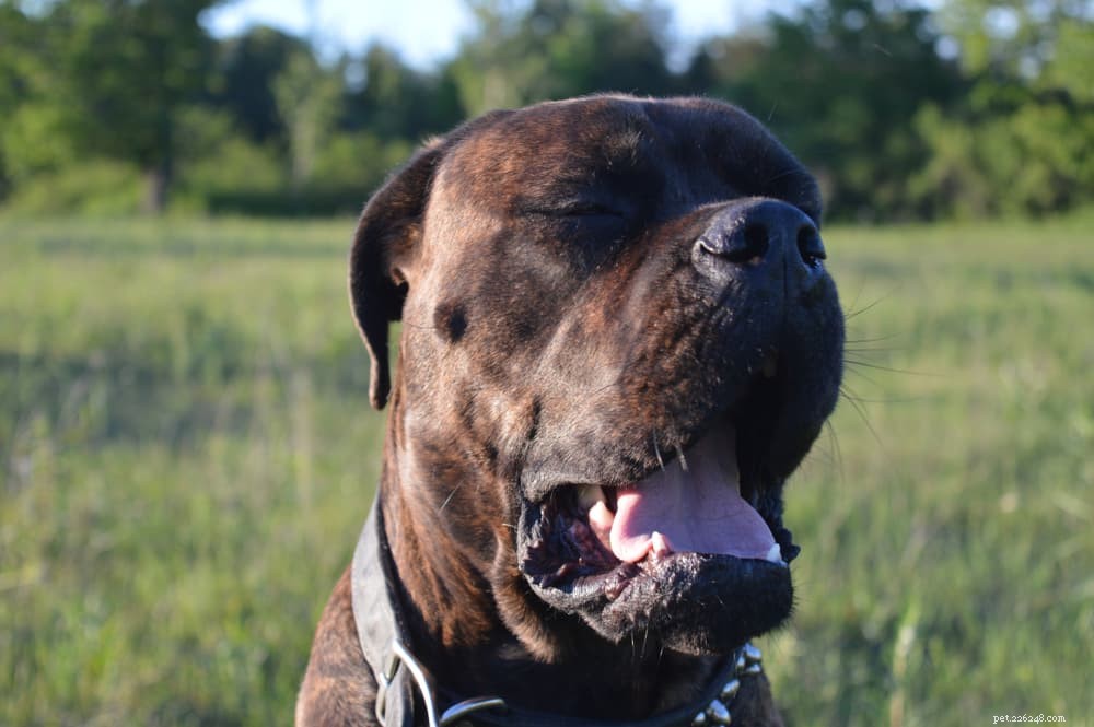 Understanding Reverse Sneezing in Dogs: Causes, Symptoms, and When to Seek Veterinary Care