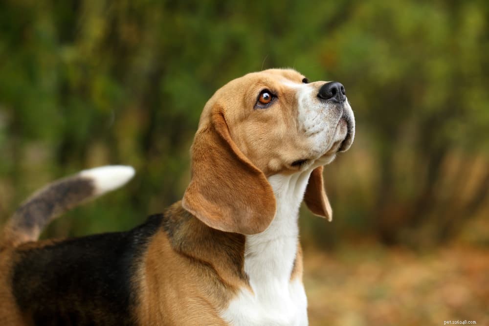 Understanding Reverse Sneezing in Dogs: Causes, Symptoms, and When to Seek Veterinary Care