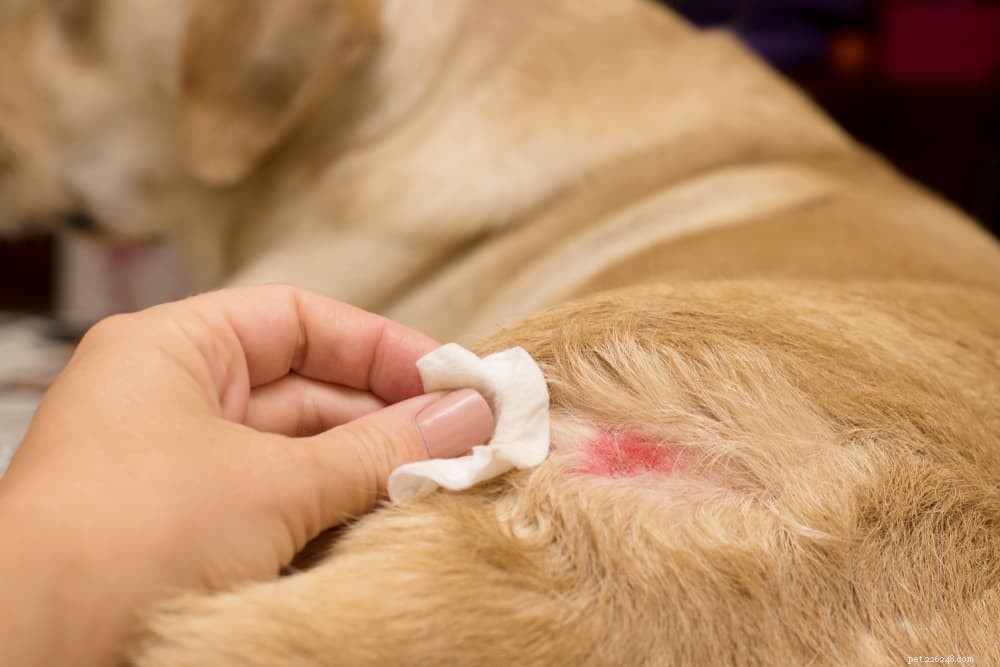 Dog Hot Spots Explained: Causes, Symptoms & Rapid Treatment