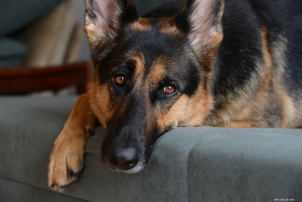 Dog Hot Spots Explained: Causes, Symptoms & Rapid Treatment
