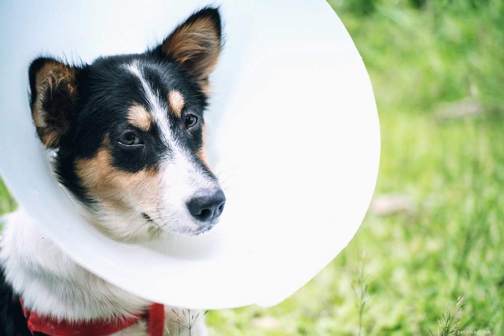 Dog Hot Spots Explained: Causes, Symptoms & Rapid Treatment