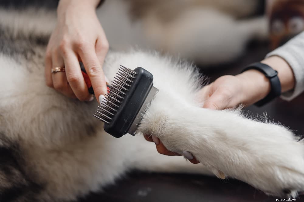 Dog Hot Spots Explained: Causes, Symptoms & Rapid Treatment
