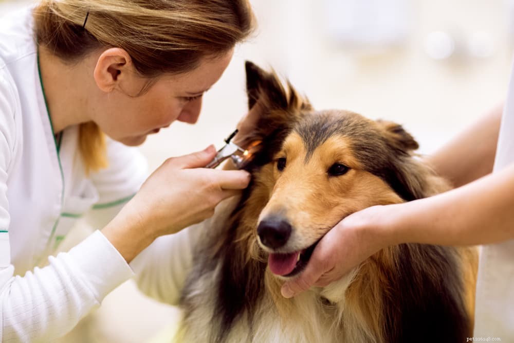 Understanding and Managing Ear Mites in Dogs: Symptoms, Treatment & Prevention