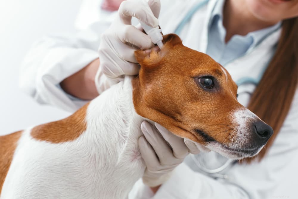 Understanding and Managing Ear Mites in Dogs: Symptoms, Treatment & Prevention