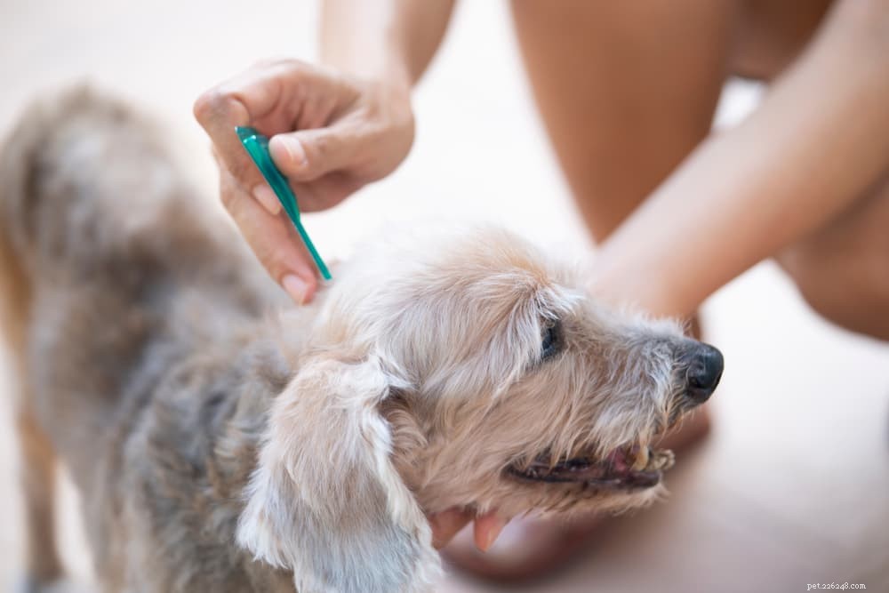 Understanding and Managing Ear Mites in Dogs: Symptoms, Treatment & Prevention