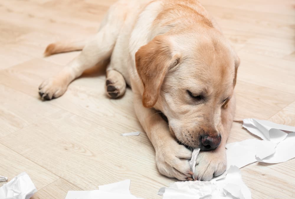 Pica in Dogs: Causes, Symptoms, and Effective Treatments