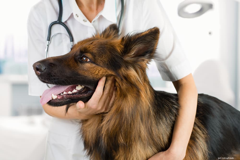 Pica in Dogs: Causes, Symptoms, and Effective Treatments
