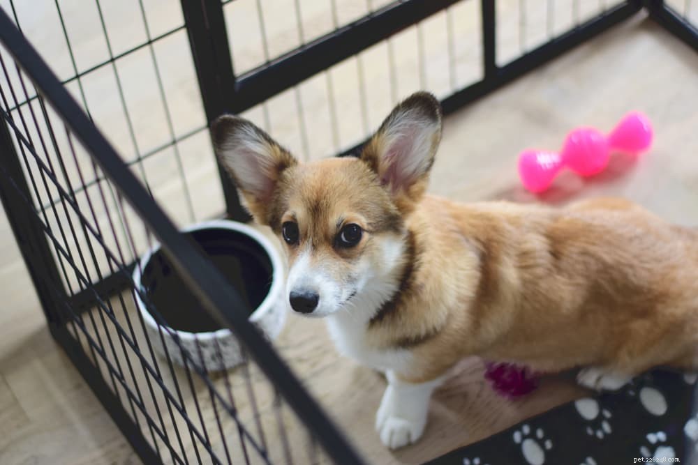 Pica in Dogs: Causes, Symptoms, and Effective Treatments