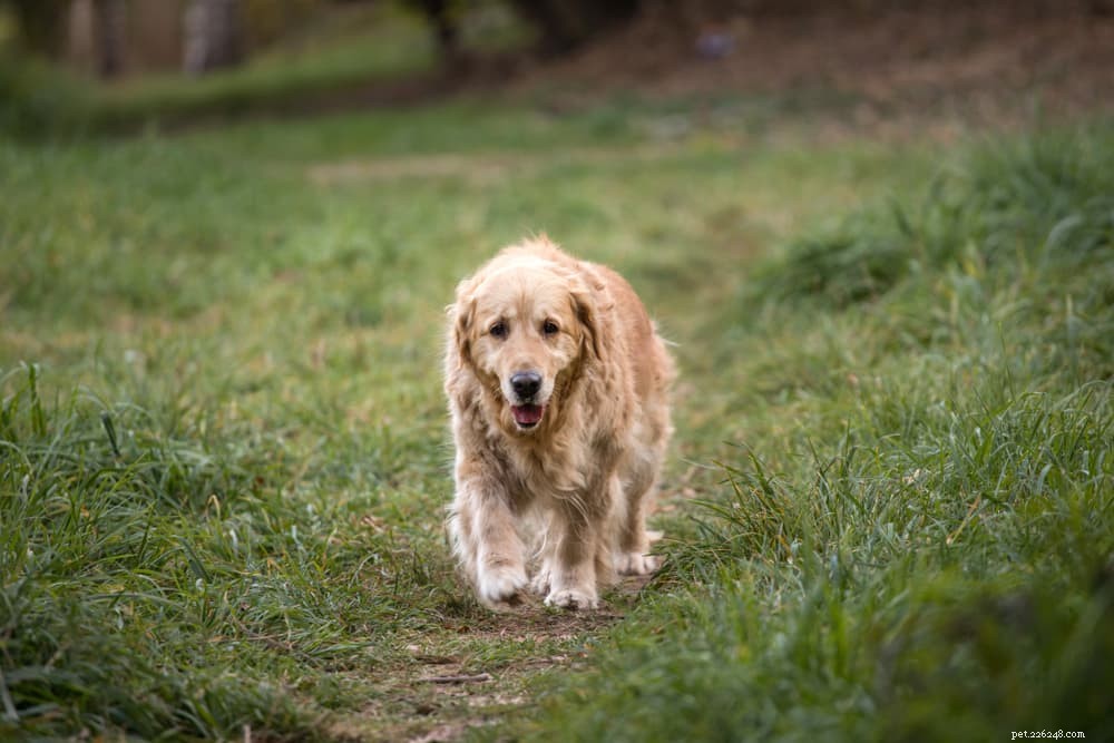 Recognizing Pain-Related Anxiety in Dogs: 4 Key Symptoms to Watch