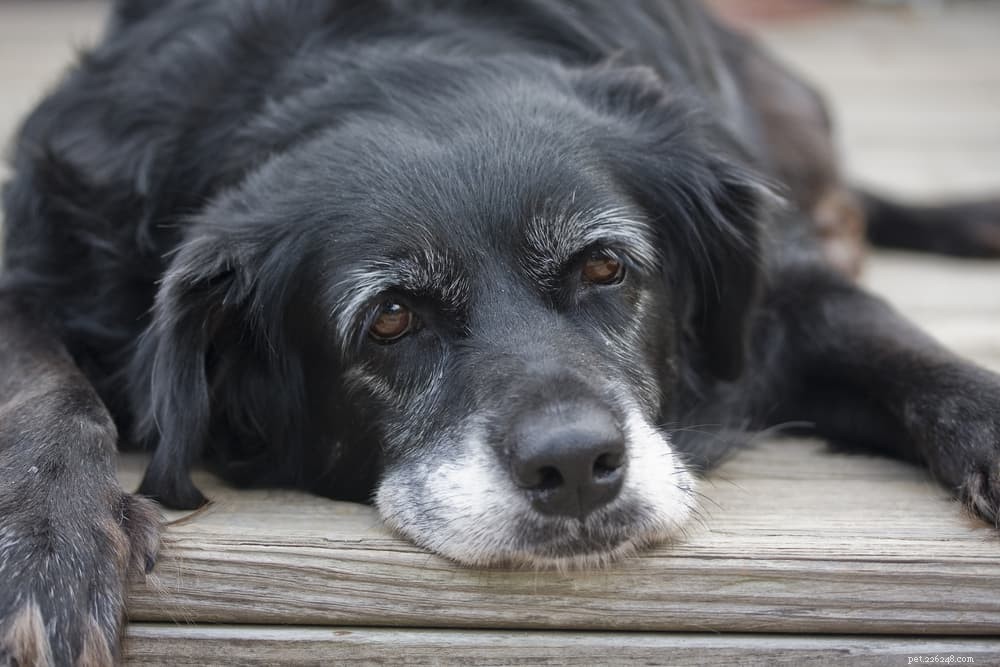 Understanding Canine Cognitive Dysfunction: Symptoms, Causes, and Care