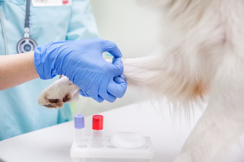 Understanding Staph Infections in Dogs: Causes, Symptoms, and Treatment