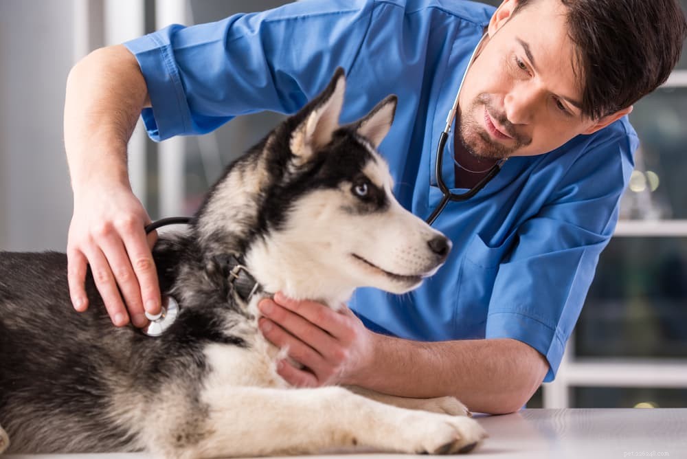 Understanding Staph Infections in Dogs: Causes, Symptoms, and Treatment