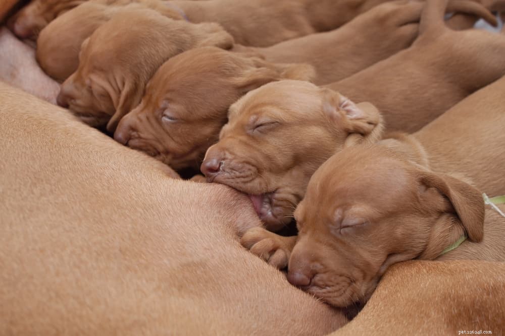 Mastitis in Female Dogs: Symptoms, Risks, and Effective Treatments