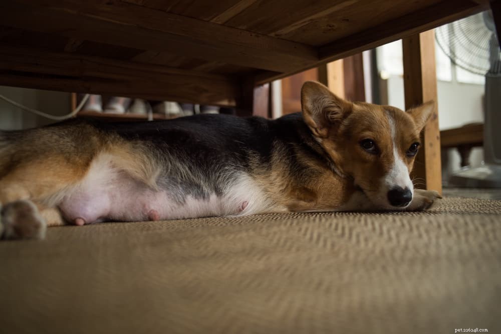 Mastitis in Female Dogs: Symptoms, Risks, and Effective Treatments