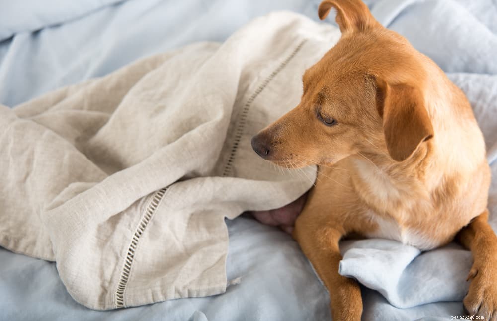 Mastitis in Female Dogs: Symptoms, Risks, and Effective Treatments