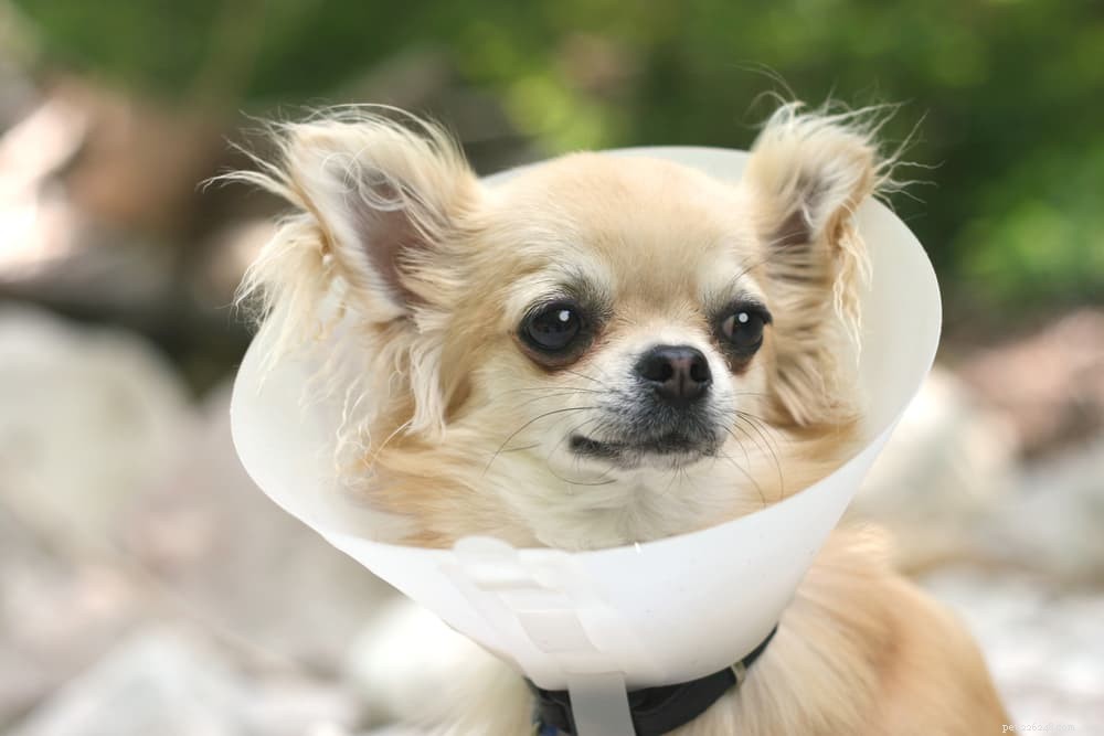 Mastitis in Female Dogs: Symptoms, Risks, and Effective Treatments
