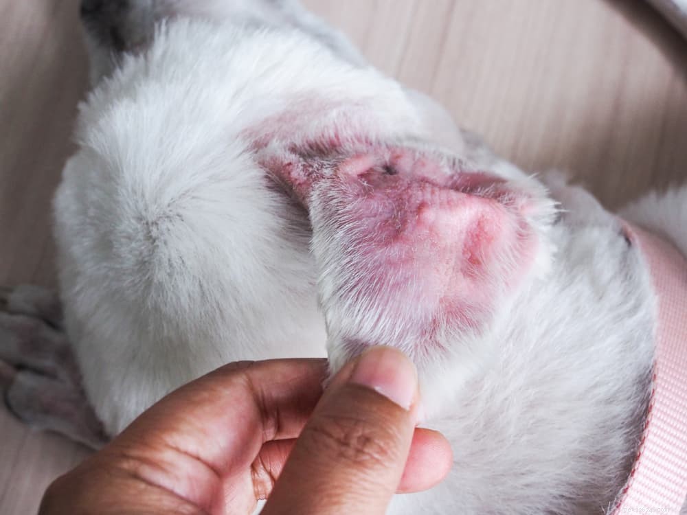 Understanding and Treating Skin Hematomas in Dogs