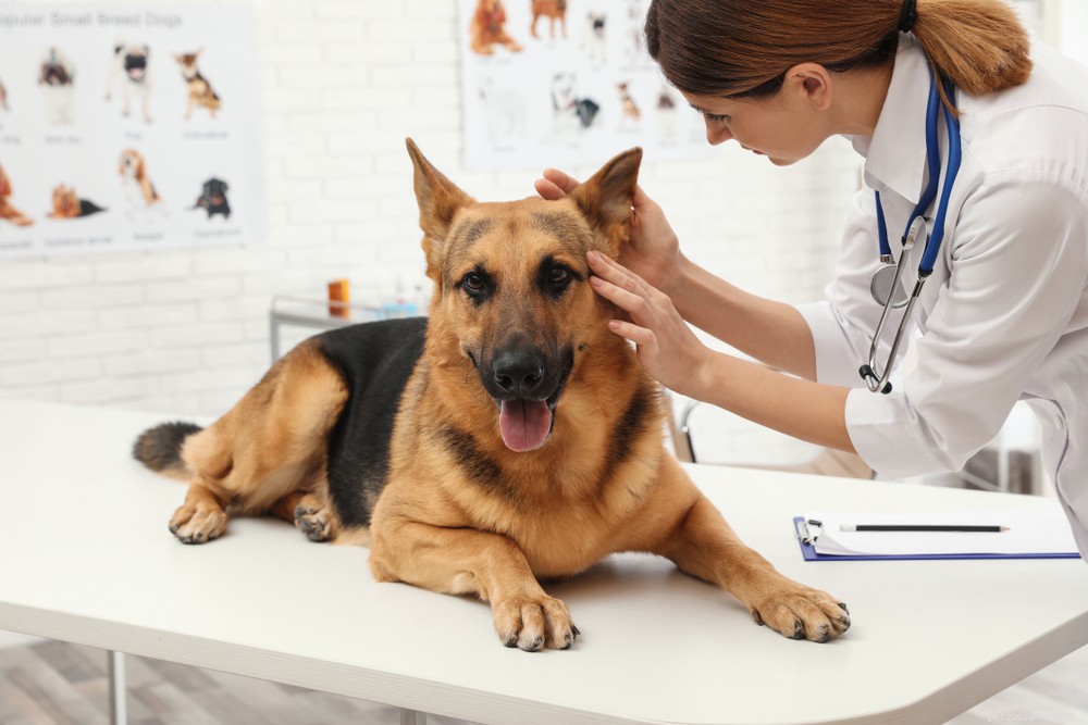 Understanding and Treating Skin Hematomas in Dogs