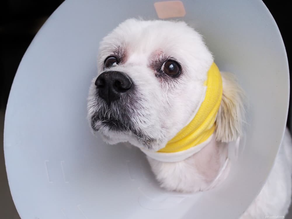 Understanding and Treating Skin Hematomas in Dogs