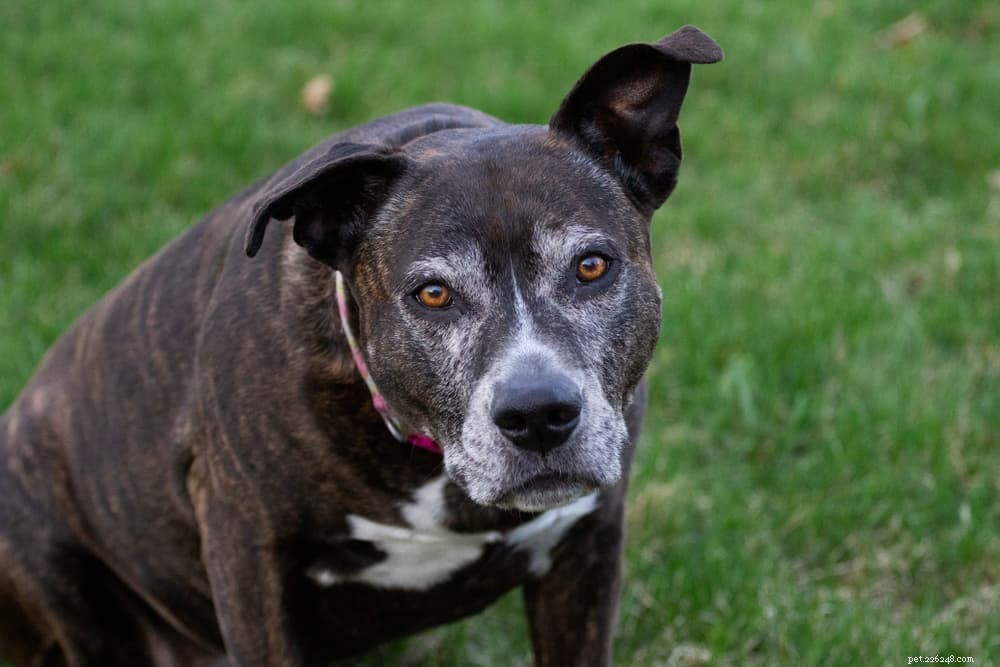 Understanding Meningitis in Dogs: Symptoms, Risks, and Treatment