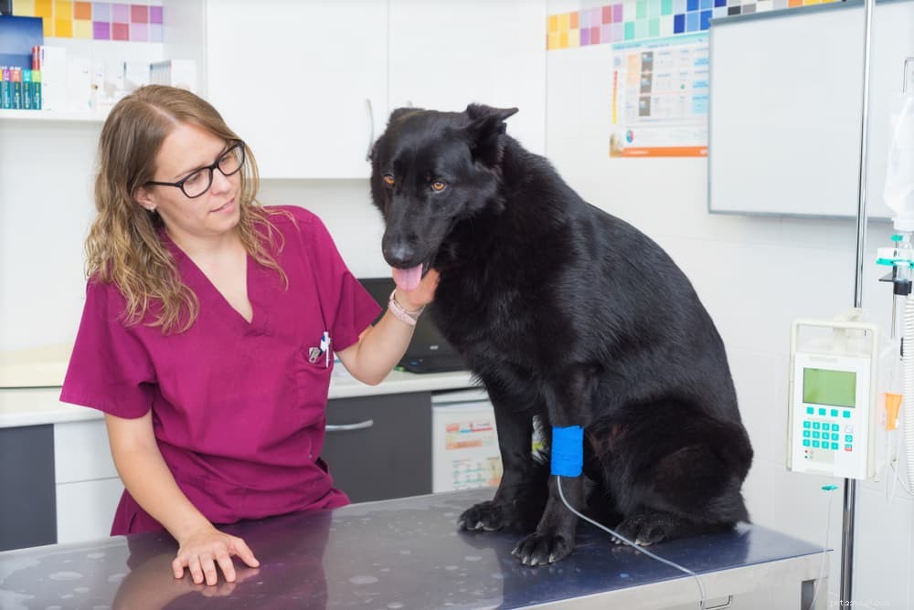 Understanding Meningitis in Dogs: Symptoms, Risks, and Treatment
