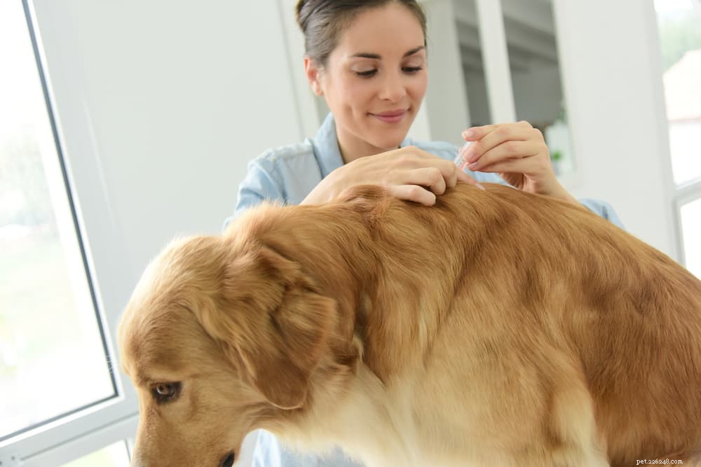 Understanding Meningitis in Dogs: Symptoms, Risks, and Treatment