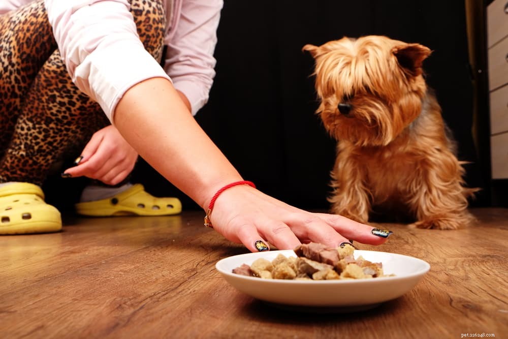 Gastroenteritis in Dogs: Symptoms, Diagnosis, and Care