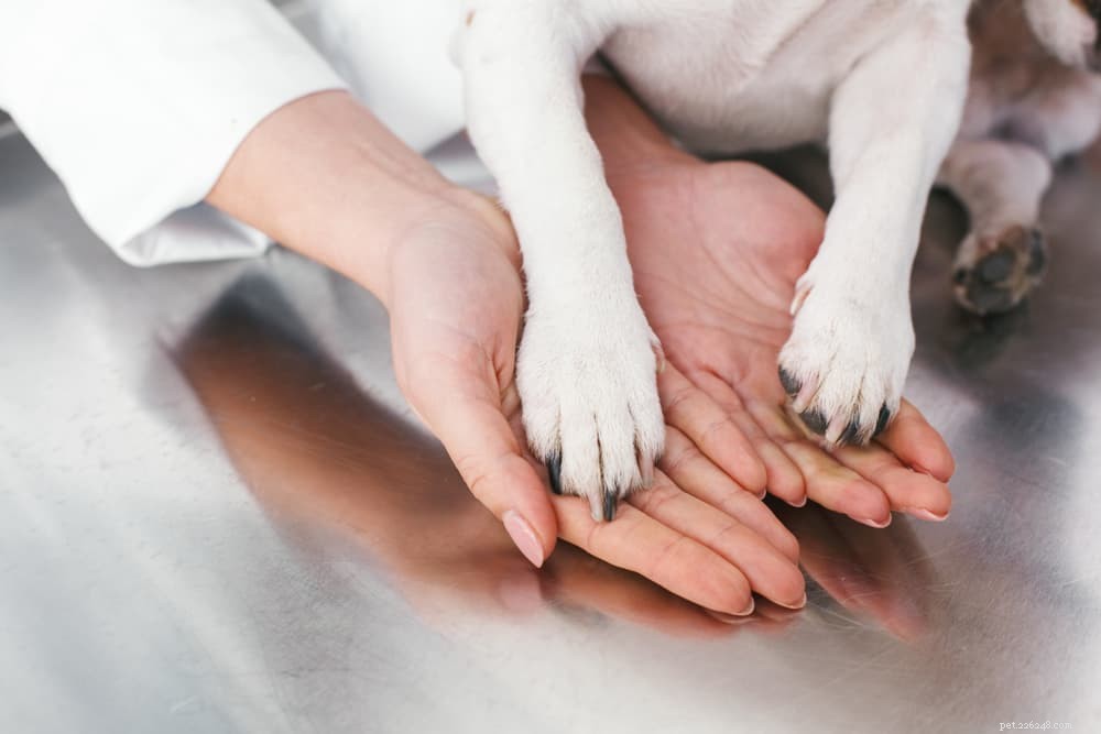 Understanding Dog Hygromas: Causes, Symptoms, and Care