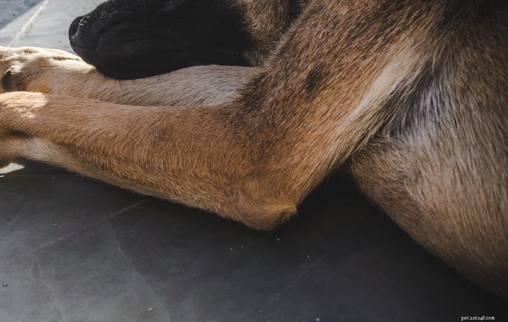 Understanding Dog Hygromas: Causes, Symptoms, and Care