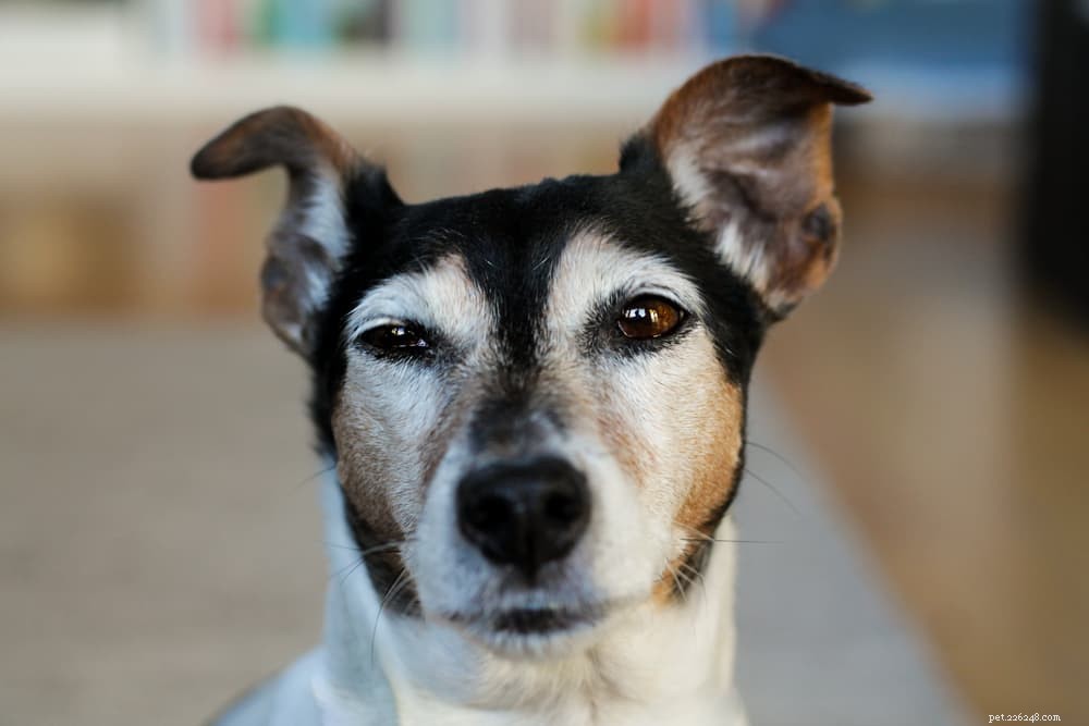 Understanding Dog Seizures: Causes, Symptoms, and Care
