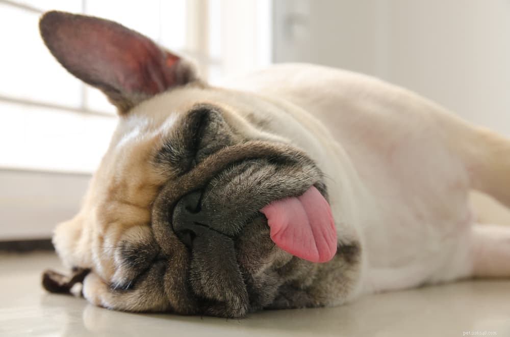 Understanding Dog Seizures: Causes, Symptoms, and Care