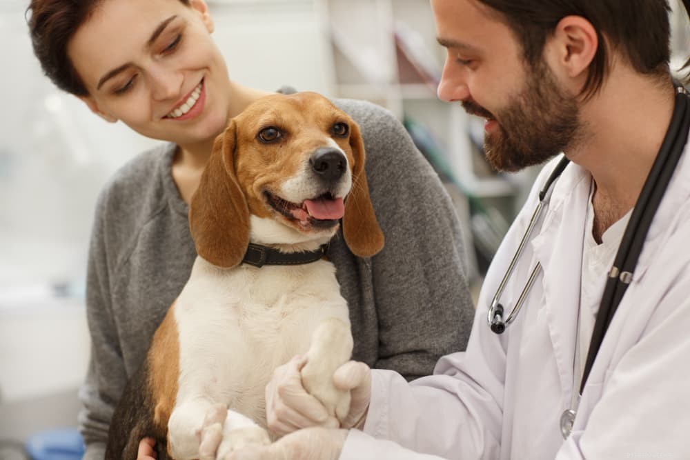 Understanding Dog Seizures: Causes, Symptoms, and Care