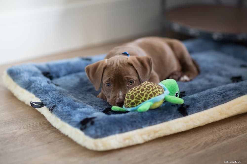 Understanding Hypoglycemia in Dogs: Causes, Symptoms, and Treatment