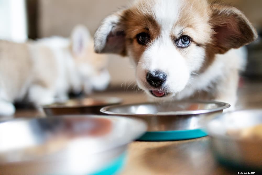 Understanding Hypoglycemia in Dogs: Causes, Symptoms, and Treatment