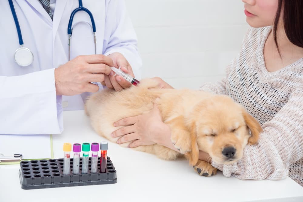 Understanding Hypoglycemia in Dogs: Causes, Symptoms, and Treatment
