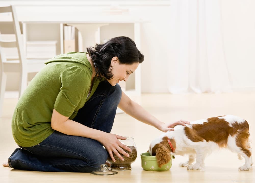 Understanding Hypoglycemia in Dogs: Causes, Symptoms, and Treatment