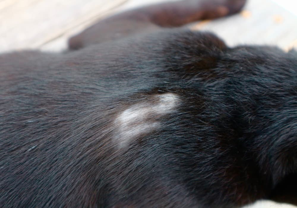 Understanding Lupus in Dogs: Symptoms, Types, and Care