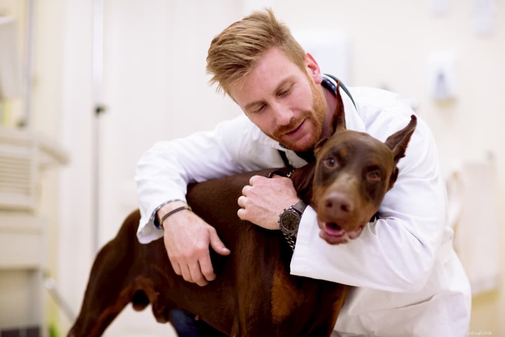Understanding Lupus in Dogs: Symptoms, Types, and Care