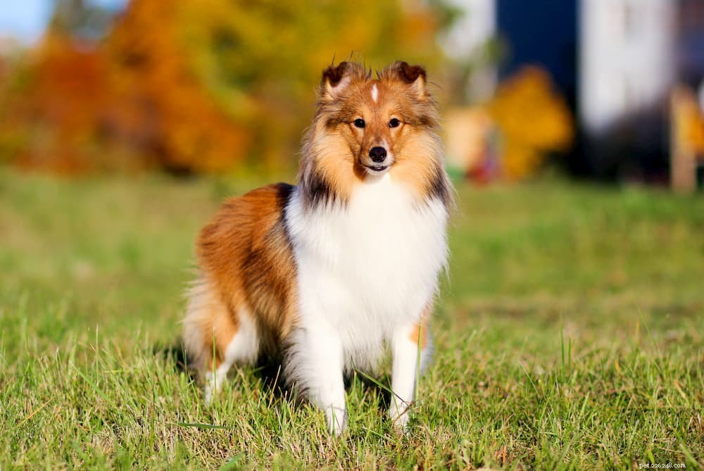 Understanding Lupus in Dogs: Symptoms, Types, and Care