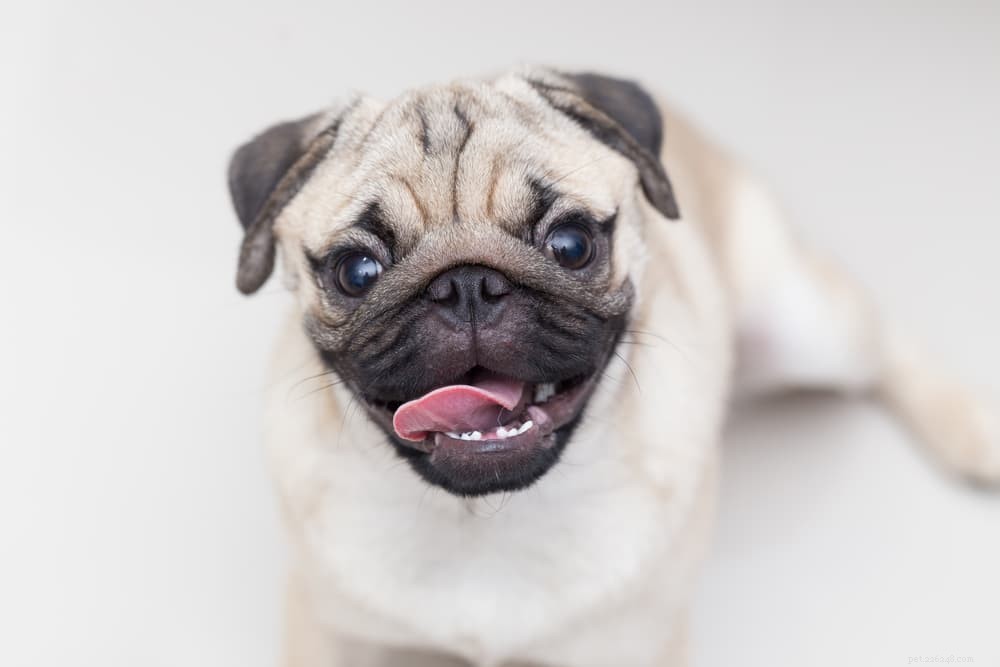 Understanding Pug Dog Encephalitis: Causes, Symptoms, and Care