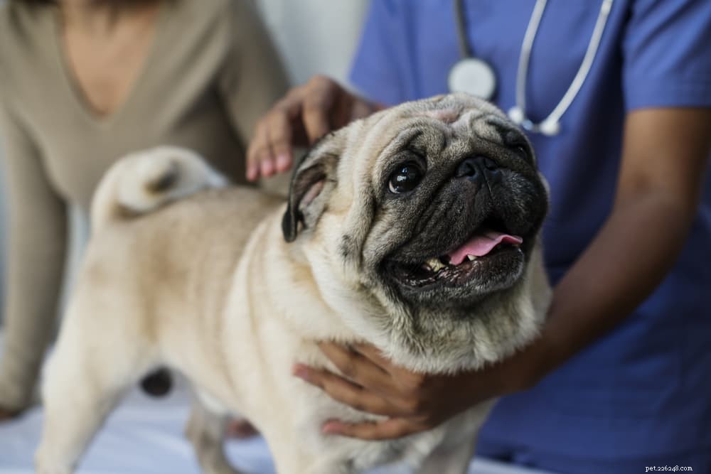 Understanding Pug Dog Encephalitis: Causes, Symptoms, and Care