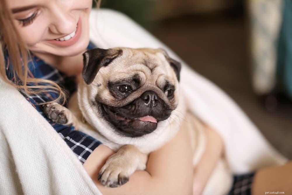 Understanding Pug Dog Encephalitis: Causes, Symptoms, and Care