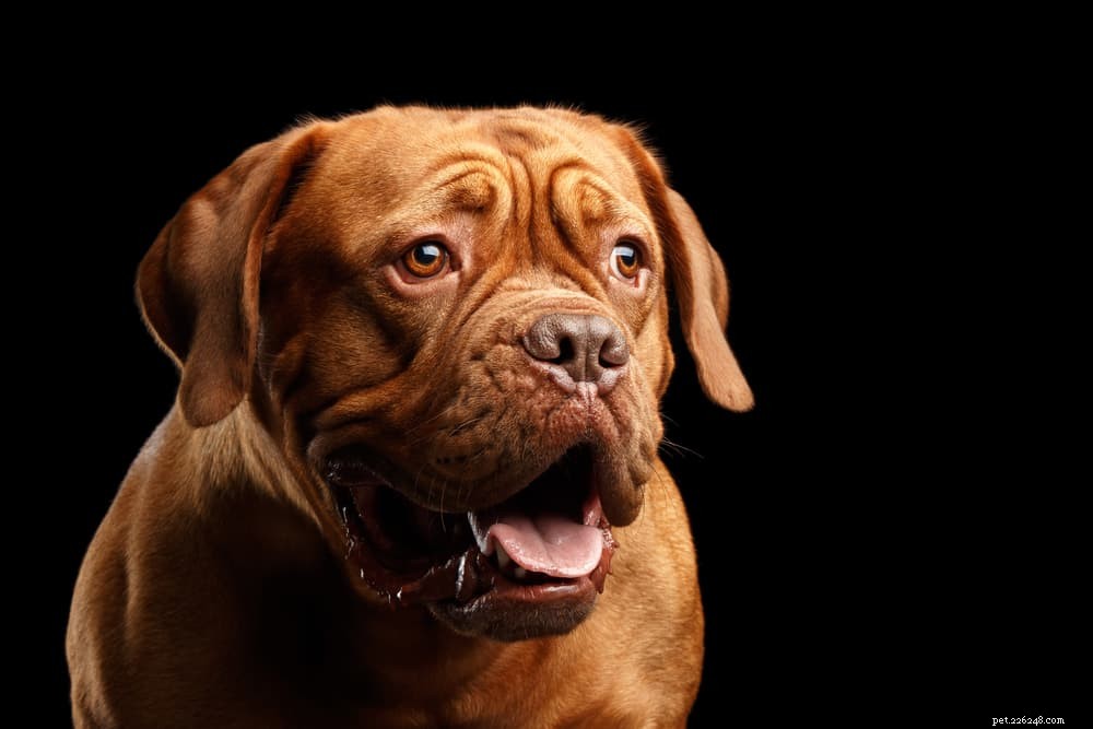Dog Bronchitis: Causes, Symptoms & Effective Treatments