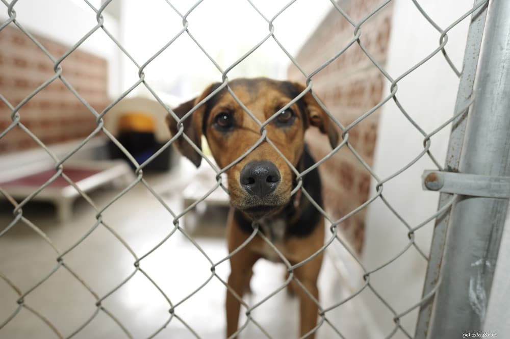 Dog Bronchitis: Causes, Symptoms & Effective Treatments