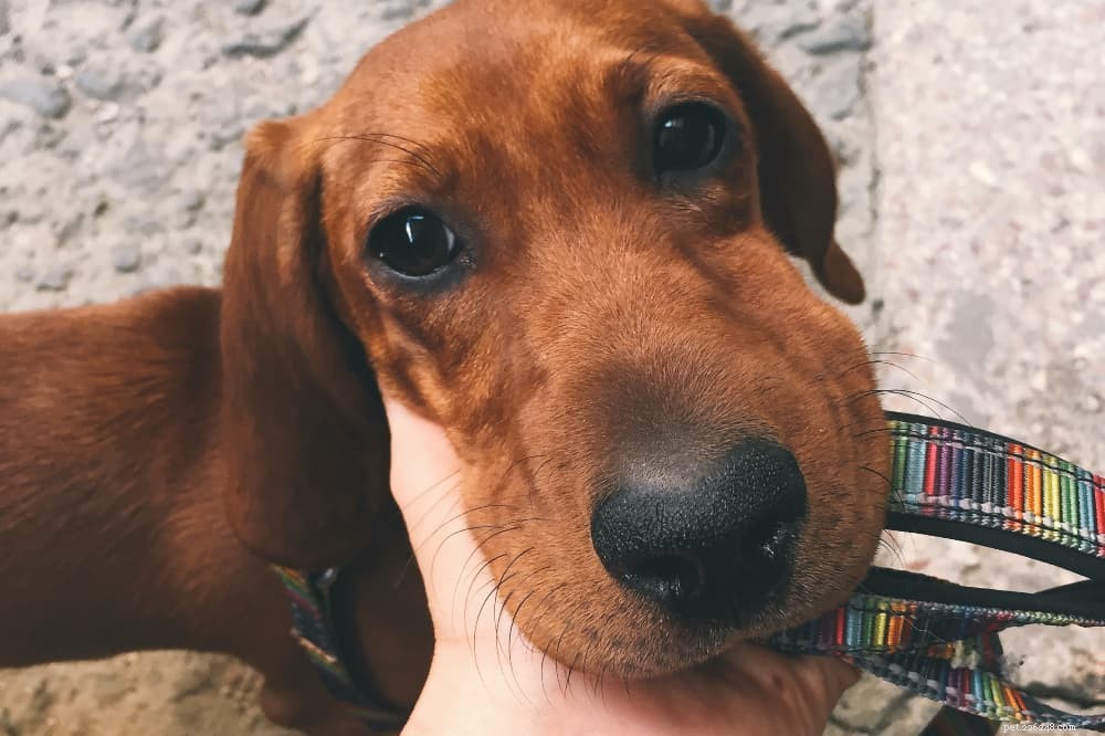How to Care for Your Dog After a Bee Sting: Immediate Steps & When to Seek Vet Care