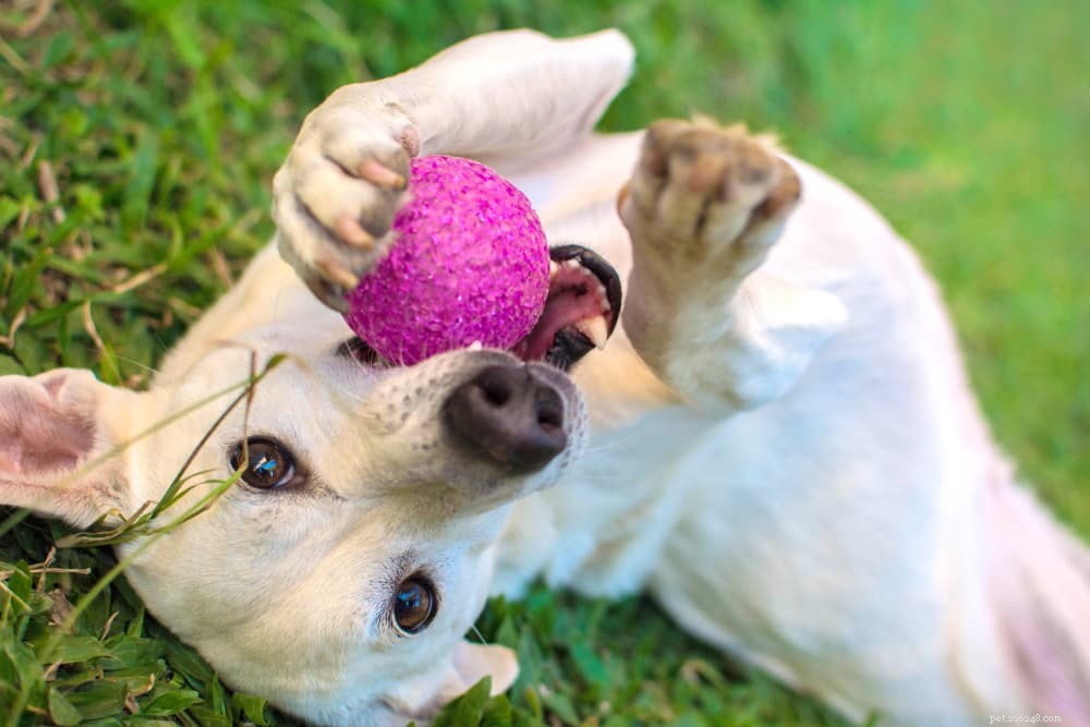 How to Care for Your Dog After a Bee Sting: Immediate Steps & When to Seek Vet Care